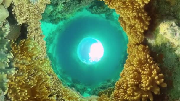 Тропічні Риби Кораловий Риф Під Час Дайвінгу Підводний Світ Коралами — стокове відео