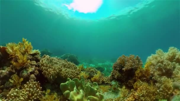 海底热带多彩的软硬珊瑚海景 海底鱼类礁海洋 菲律宾 — 图库视频影像