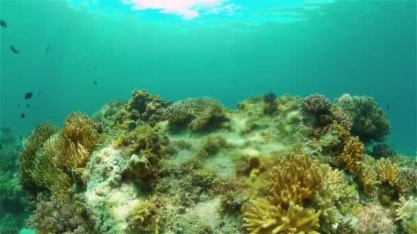 水中の熱帯色鮮やかな柔らかいサンゴの海の風景 水中魚礁海洋 フィリピン — ストック動画