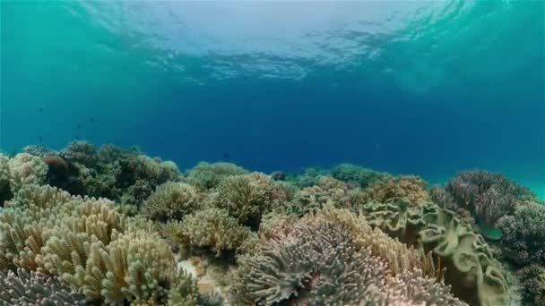 Tropisch Koraalrif Vissen Onder Water Tropische Vissen Koraalriffen Onder Water — Stockvideo