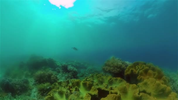 Sea Turtle Coral Reef Tropical Fishes Underwater World Philippines Underwater — Vídeo de Stock