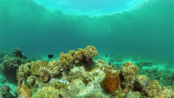 Trópusi Halak Korallzátonyon Víz Alatti Jelenet Színes Trópusi Korallzátony Jelenet — Stock videók