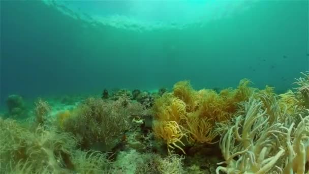Sealife Potápění Korálového Útesu Krásné Barevné Tropické Ryby Živých Korálových — Stock video