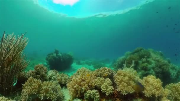 Tropiska Fiskar Korallrev Undervattensscen Filippinerna — Stockvideo