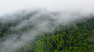 Top view of green forest in the mountains covered with fog and clouds. Mystical landscape. Sri Lanka.