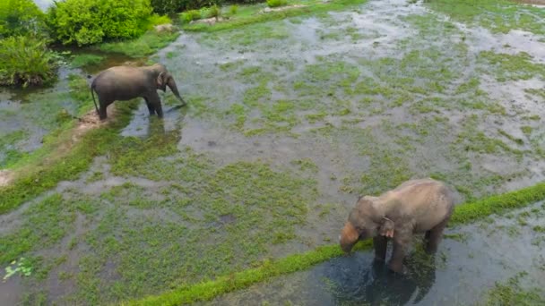 Top View Elephants Flooded Lands Natural Habitat Wild Animals Arugam — Stockvideo