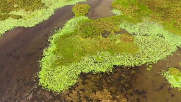 Top View Swamps Lakes Reserve Natural Habitat Animals Birds Sri — Stok video