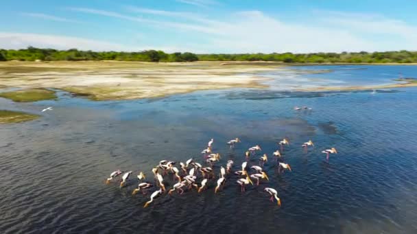 Aerial View Birds Lake Looking Food Herons Natural Habitat Sri — Vídeo de Stock