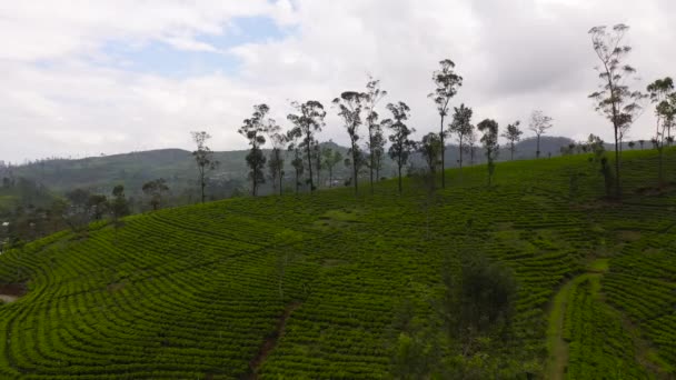 Green Tea Plantation Sri Lanka Tea Estate Landscape — Vídeo de stock