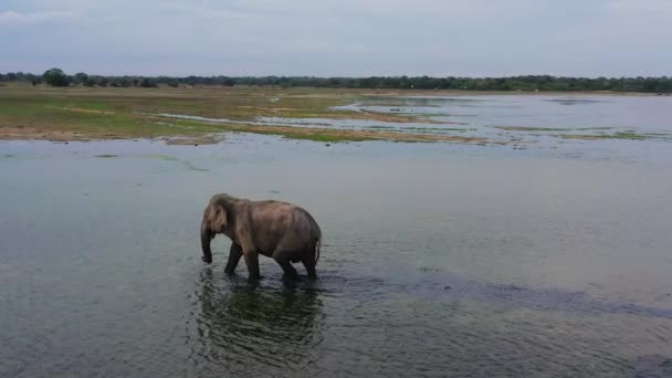 Άγριος Ελέφαντας Στη Λίμνη Στο Εθνικό Πάρκο Άγρια Ζώα Σρι — Αρχείο Βίντεο