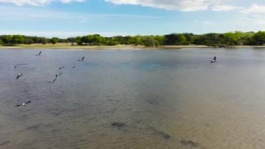 Wild birds in their natural habitat. A lake with birds in the national park of Sri Lanka.