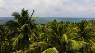 Top view of the ocean through the coconut trees. Seascape. Sri Lanka.