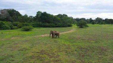 Sri Lankan elephant in the wild. Elephant in their natural habitat. Arugam Bay Sri Lanka.