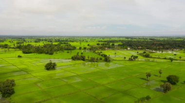 Top view of green rice fields in the countryside. Sri Lanka.