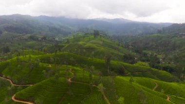 Green tea plantations in a mountainous province in Sri Lanka. Tea estate landscape.