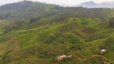 Aerial view of Tea plantation on top of mountain. Tea estate landscape, Sri Lanka.