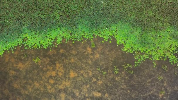 从空中俯瞰有山楂和水生植物的湖景 斯里兰卡 — 图库视频影像