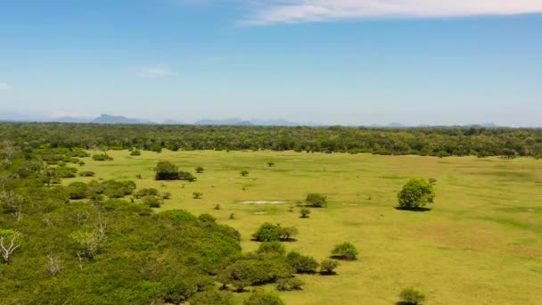 Aerial View Forest Tropical Vegetation Lowland Part Sri Lanka — Stok video