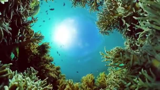 Marine Life Sea World Underwater Fish Reef Marine Tropical Colourful — Stockvideo