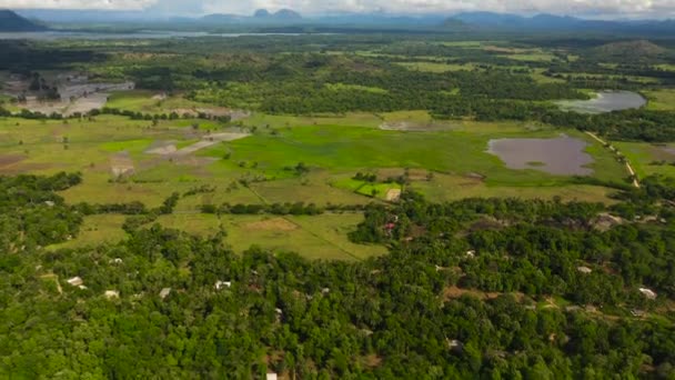 Agricultural Landscape Rice Fields Sri Lanka — Stok video