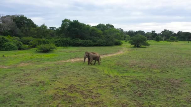 Sri Lankan Elephant Wild Elephant Natural Habitat Arugam Bay Sri — Stock Video