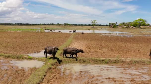 Aerial View Buffaloes Farmland Rural Areas Sri Lanka Sri Lanka — Stock Video
