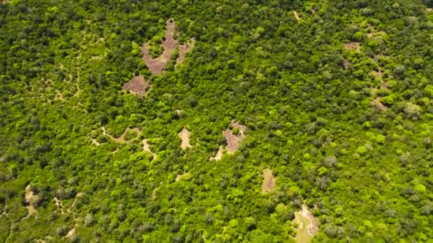 Top View Jungle Tropical Vegetation National Park Sri Lanka — Stockvideo