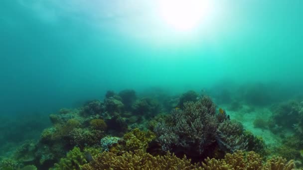 Barriera Corallina Subacquea Pesci Sottomarini Barriera Corallina Marina Tropicale Colorato — Video Stock