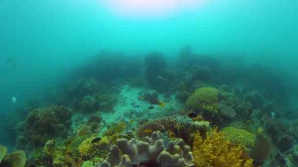 Tropisches Korallenriff Mit Fischen Hart Und Weichkorallen Unterwasservideo Philippinen — Stockvideo