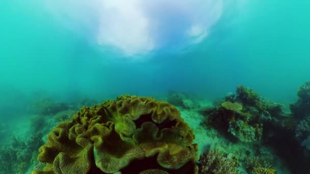 Arrecife Submarino Peces Marinos Paisaje Tropical Submarino Colorido Filipinas — Vídeos de Stock