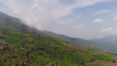 Dağlardaki tarlalar, ekinler, ağaçlar. Endonezya 'nın Java Dağı' ndaki hava manzaralı tarım arazileri. tropikal manzara