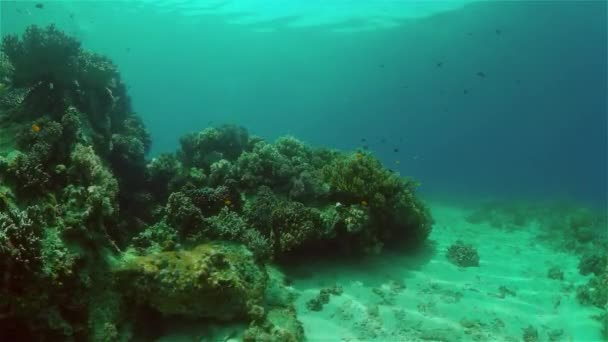 Recife Tropical Subaquático Colorido Peixes Subaquáticos Tropicais Filipinas — Vídeo de Stock