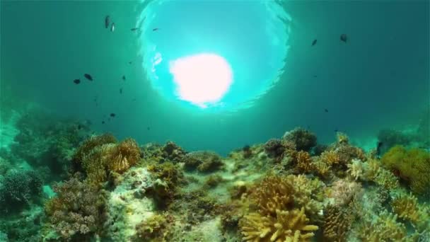 Mares Tropicales Submarinos Coloridos Jardín Coral Con Peces Submarinos Vibrantes — Vídeo de stock