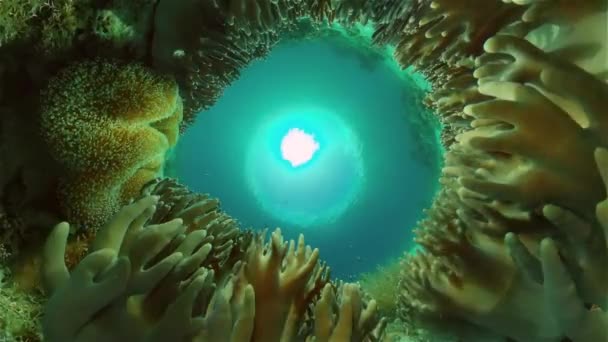 Monde Sous Marin Avec Récif Corallien Poissons Tropicaux Voyage Concept — Video