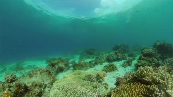 Tropical Seascape Subwater Life Peixes Subaquáticos Tropicais Filipinas — Vídeo de Stock