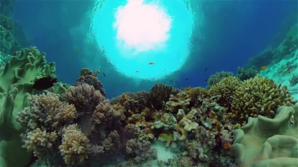 Coral Garden Seascape Underwater World Colorful Tropical Coral Reefs Life — Stock Video