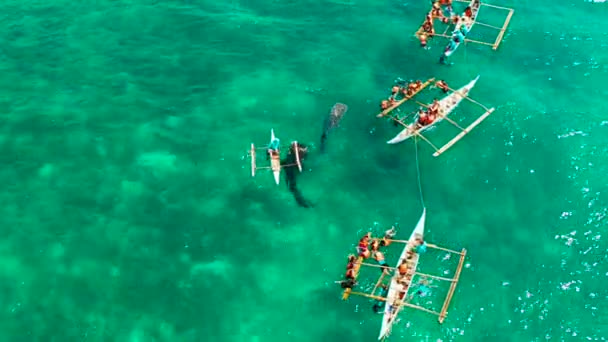 Vista Aérea Turistas Snorkeling Assistir Tubarões Baleia Água Azul Turquesa — Vídeo de Stock