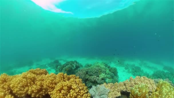 Кораловий Риф Під Водою Рибами Морським Життям Кораловий Риф Тропічна — стокове відео