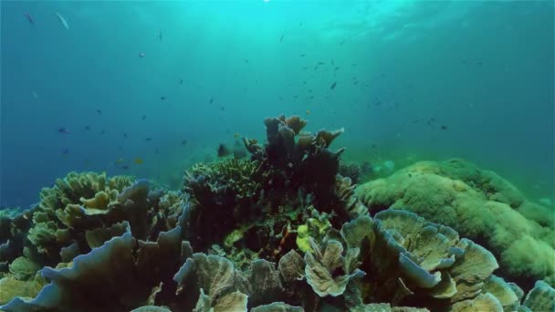 Peixe Marinho Subaquático Peixes Tropicais Recifes Coral Subaquáticos Filipinas — Vídeo de Stock