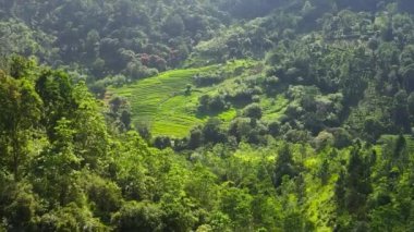Sri Lanka 'nın dağlık bir bölgesinde yağmur ormanları ve tarım arazisi olan dağlar.