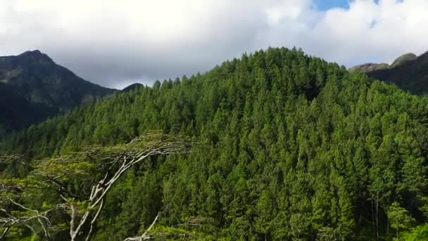 Ζούγκλα Και Βουνά Στη Σρι Λάνκα Ορεινές Πλαγιές Τροπική Βλάστηση — Αρχείο Βίντεο
