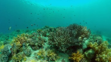 Mercan resiflerinin sualtı dünyası ve dalış yapan balıklar. Suyun altındaki mercan bahçesi. Filipinler.