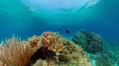 Mercan Kayalıklarında Tropikal Balıklar, sualtı sahnesi. Renkli tropikal mercan resifi. Sahne resifi. Filipinler.