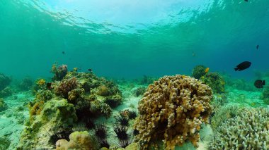 Tropikal balık ve mercanlarla dolu güzel sualtı manzarası. Hayat mercan kayalıkları. Filipinler.