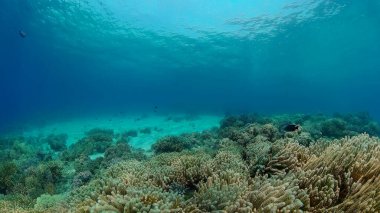 Mercan resiflerinin sualtı dünyası ve dalış yapan balıklar. Suyun altındaki mercan bahçesi. Filipinler.