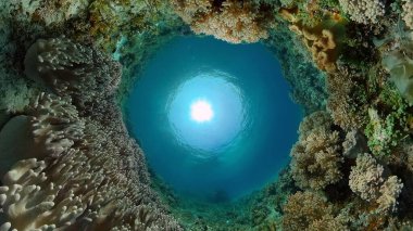 Sualtı Sahne Mercan Resifi. Su altı deniz balığı. Tropik resif denizcisi. Renkli sualtı deniz manzarası. Filipinler.