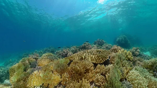 Tropical Fish Corals Marine Reef. Underwater Sea Tropical Life. Tropical underwater sea fishes. Underwater fish reef marine. Tropical colorful underwater seascape. Philippines.