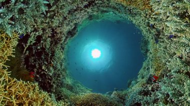 Mercan Kayalıklarında Tropikal Balıklar, sualtı sahnesi. Filipinler.