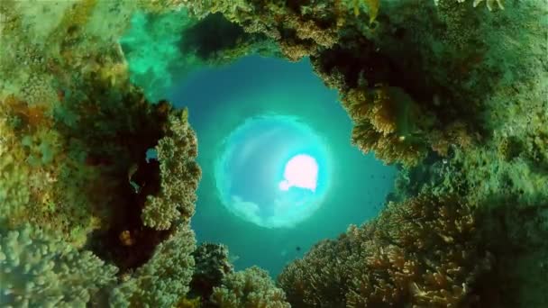 Peces Tropicales Arrecifes Coral Imágenes Submarinas Paisaje Marino Bajo Agua — Vídeos de Stock