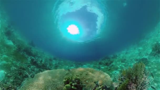 Szene Aus Riffkorallen Farbenfrohe Unterwasserlandschaft Schöne Weichkorallen Korallenriff Philippinen — Stockvideo
